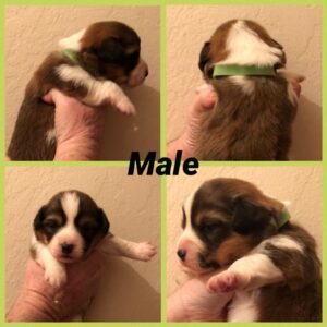 Male puppy